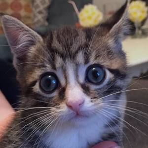 Meet your Posher, Pierre